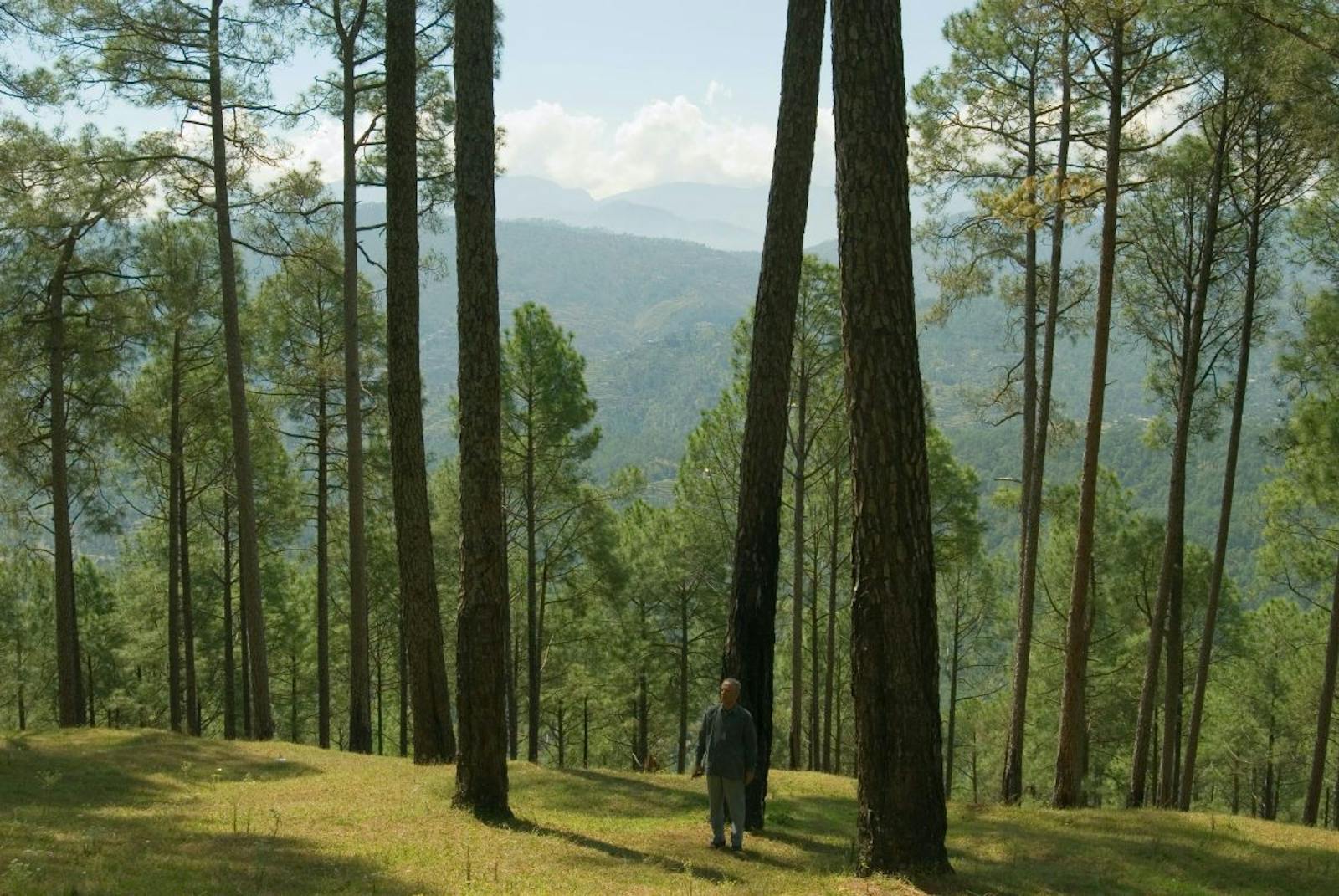 Himalayan Subtropical Pine Forests One Earth